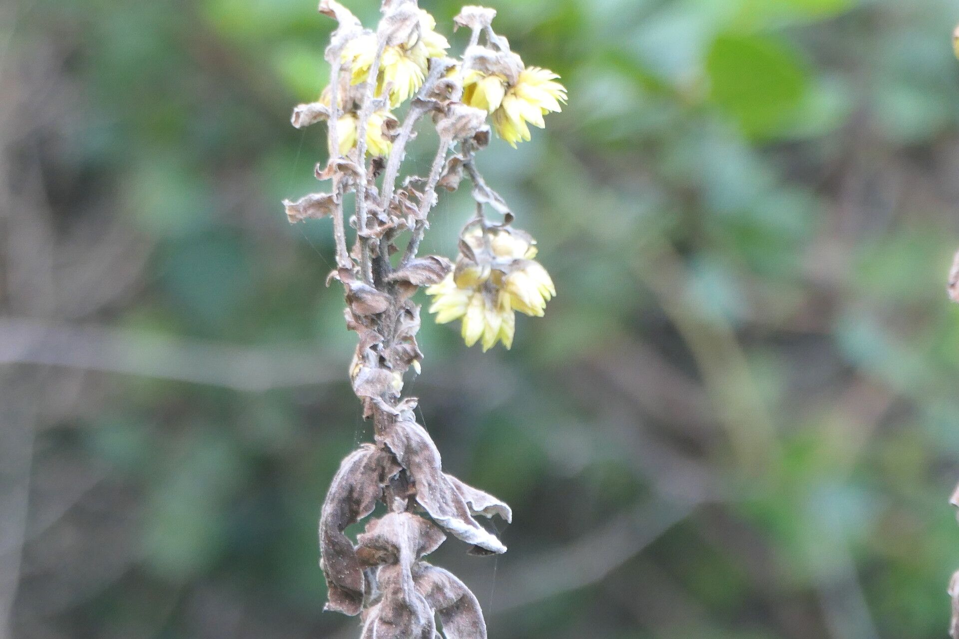 Helichrysum foetidum leaf