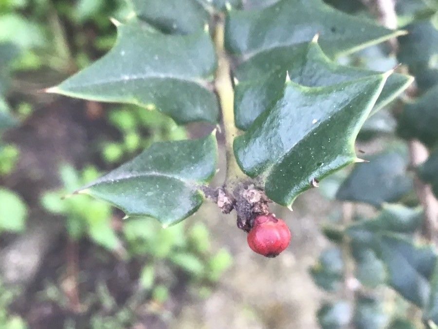 Ilex pernyi leaf