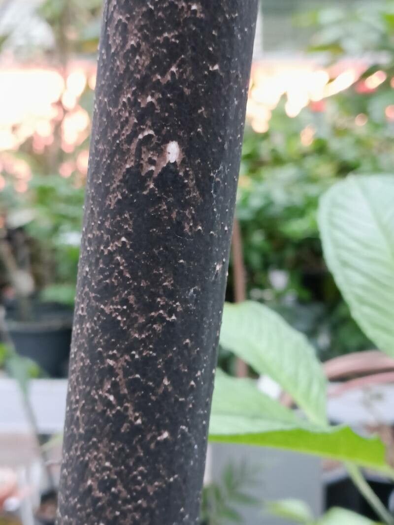 Amorphophallus borneensis bark