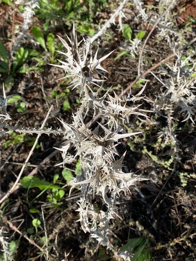 Scolymus maculatus leaf