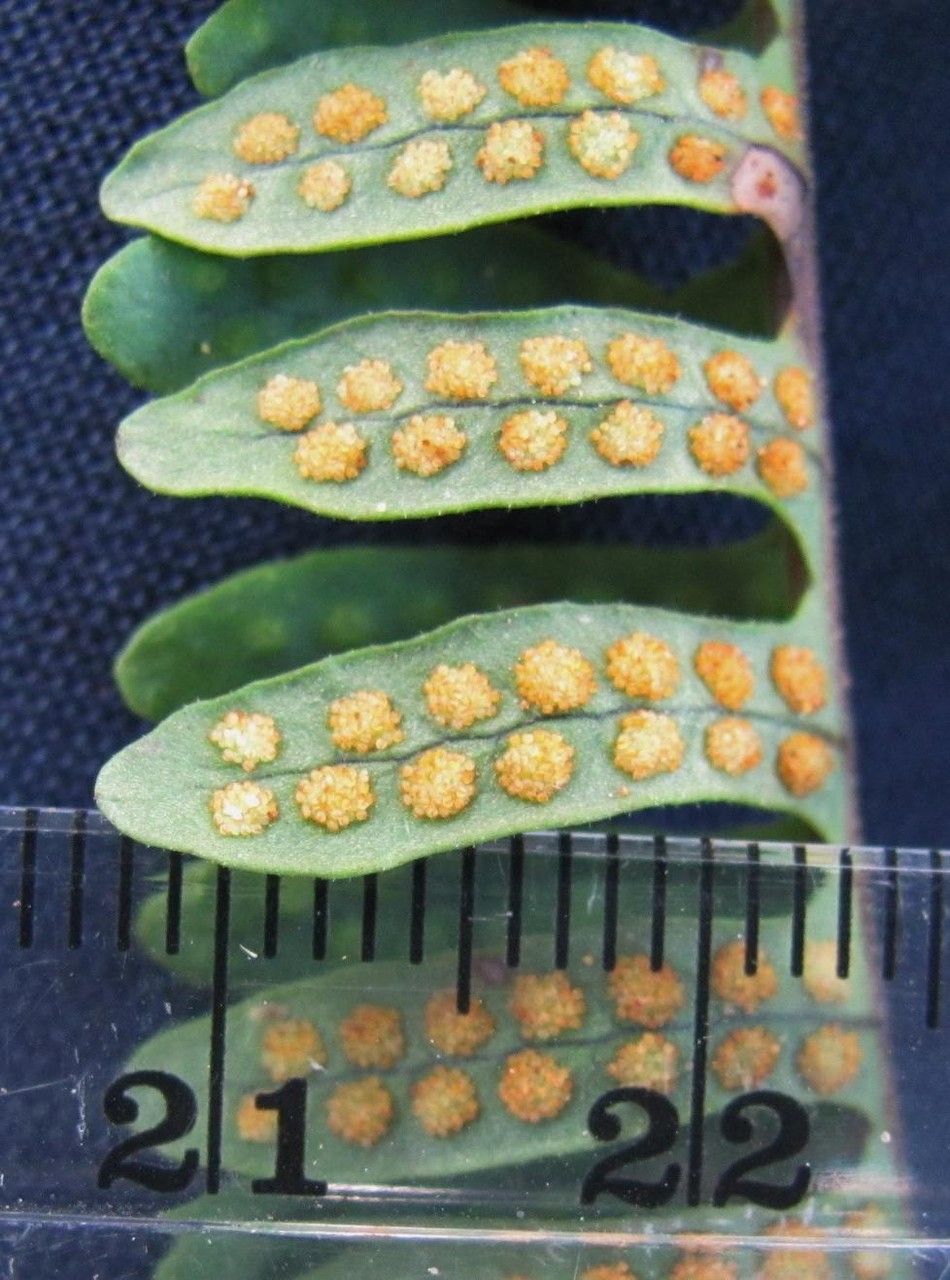 Serpocaulon wagneri other