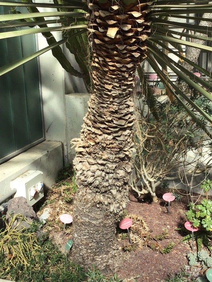 Yucca faxoniana bark