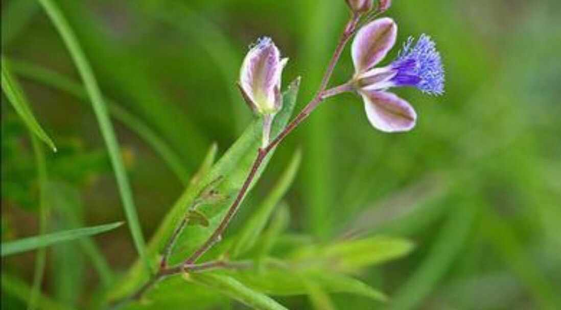 Clarkia modesta — related species from the same genus