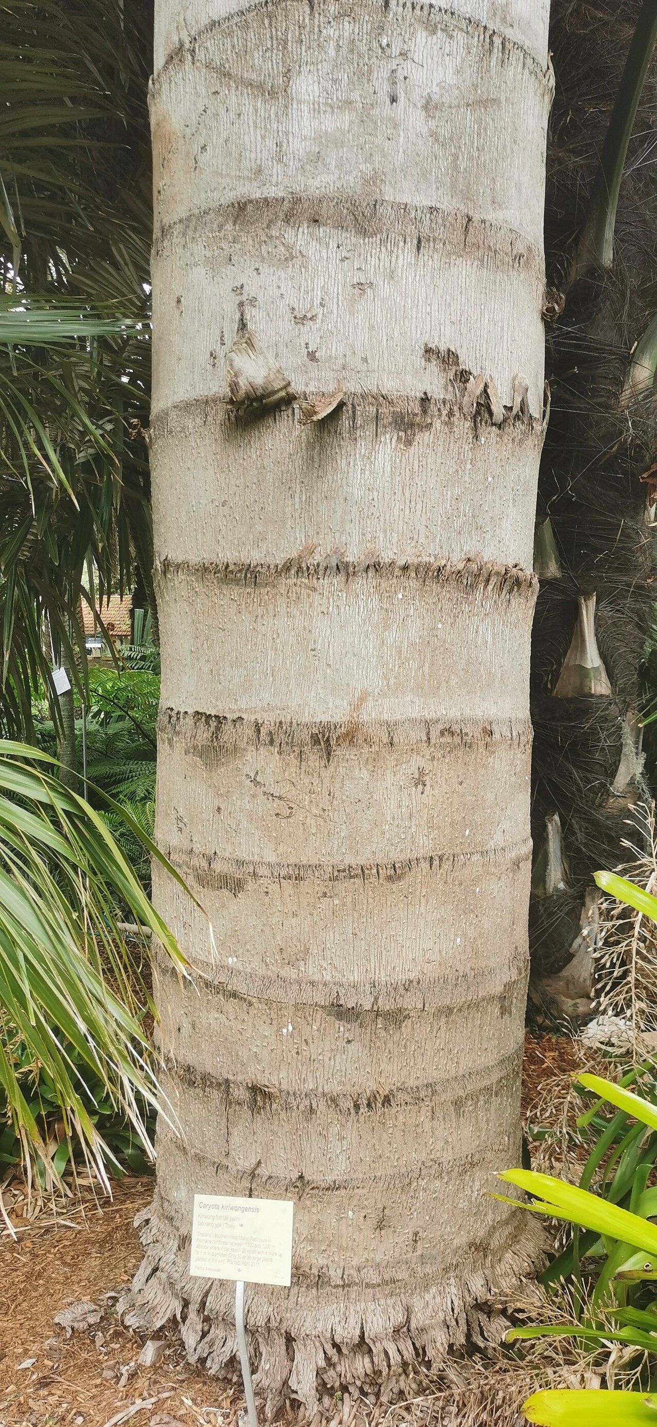 Caryota kiriwongensis