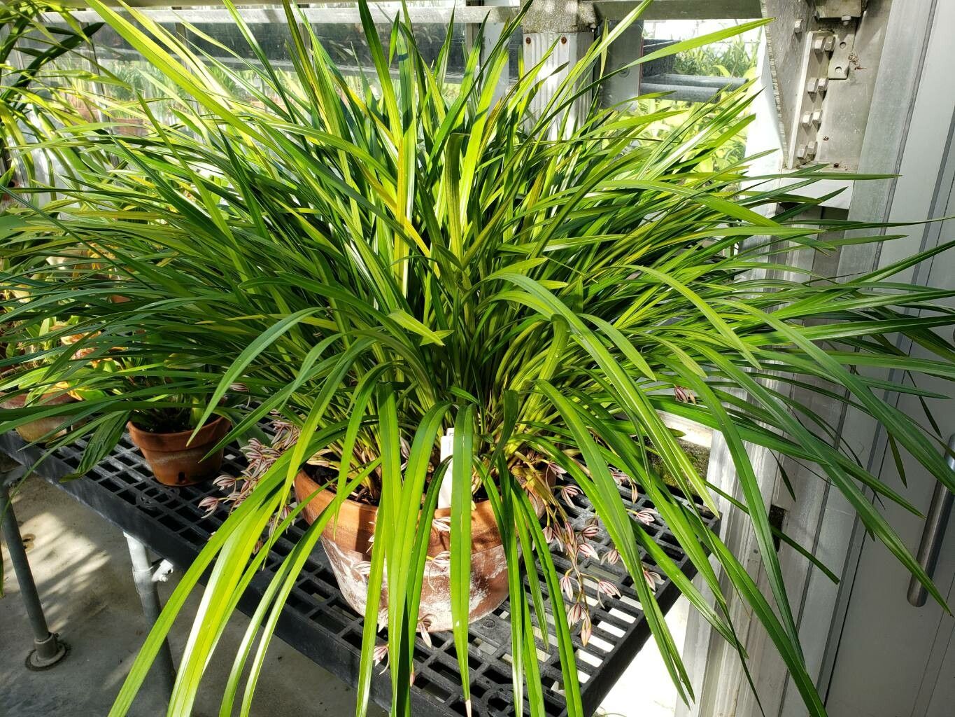 Cymbidium dayanum habit