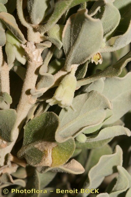 Withania adpressa other