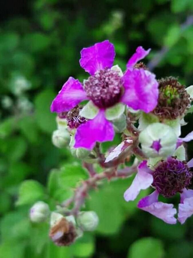 Rubus andegavensis flower
