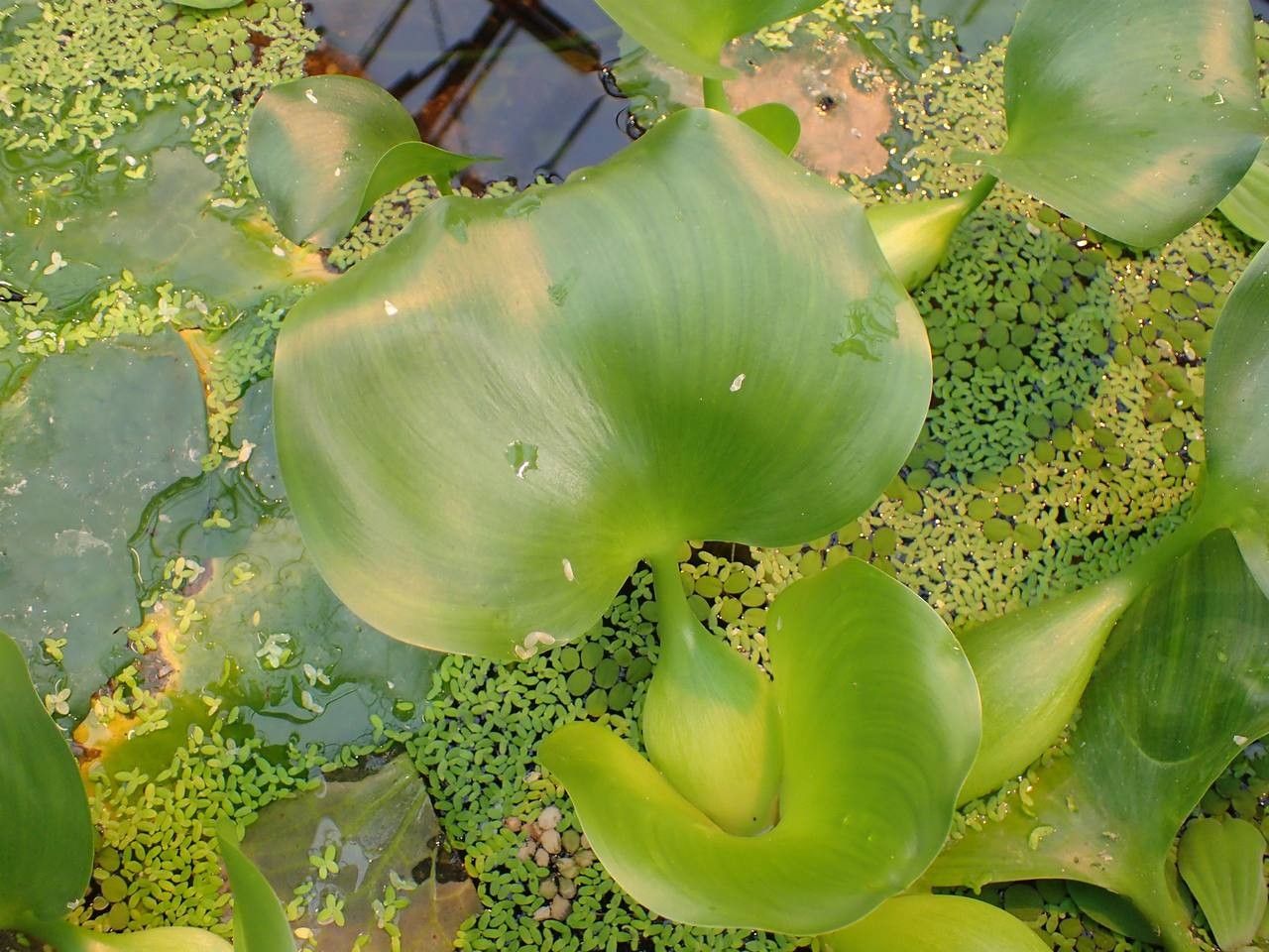 Eichhornia crassipes fruit