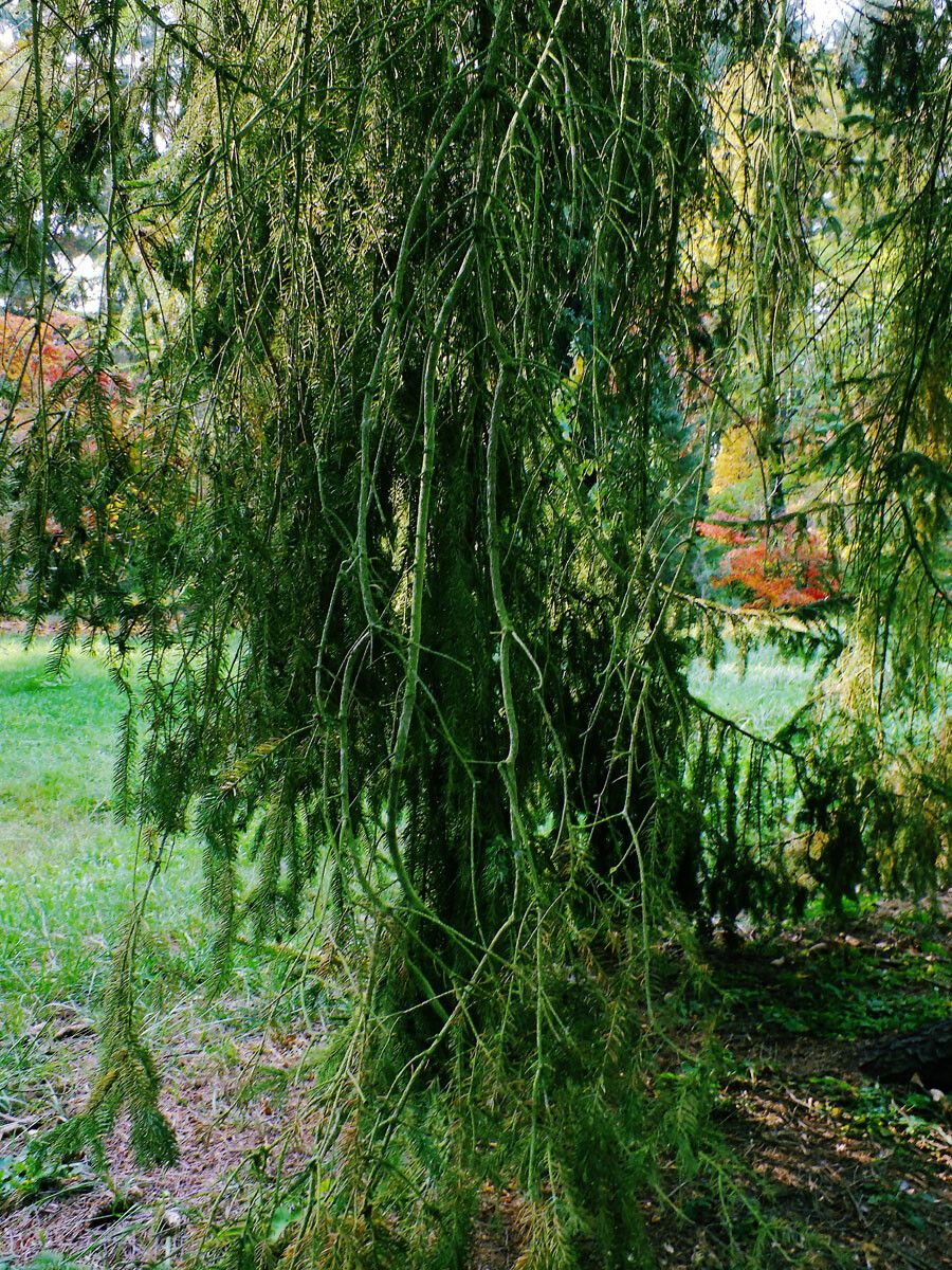 Picea brachytyla leaf