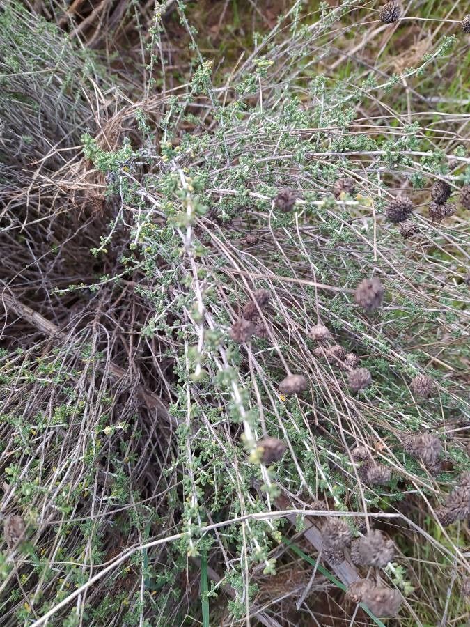 Santolina decumbens fruit
