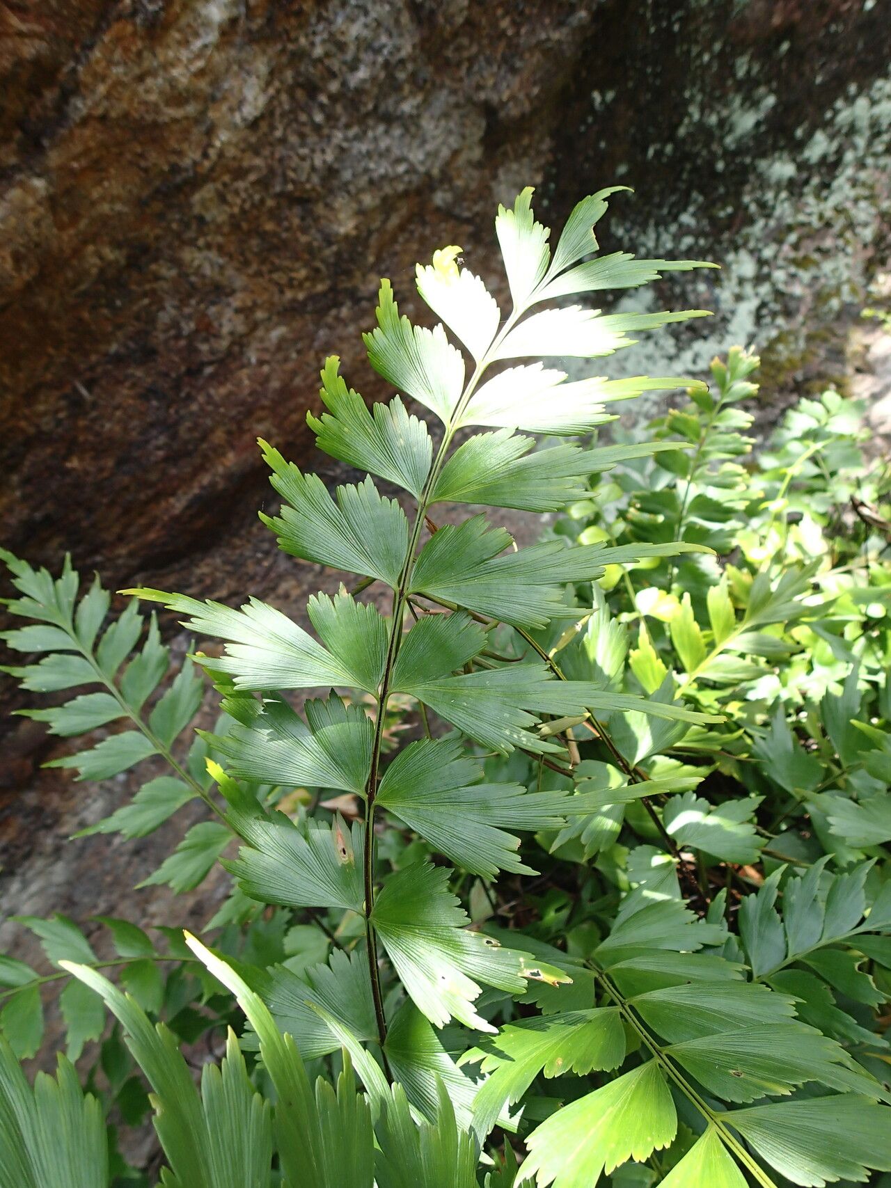 Asplenium jaundeense leaf
