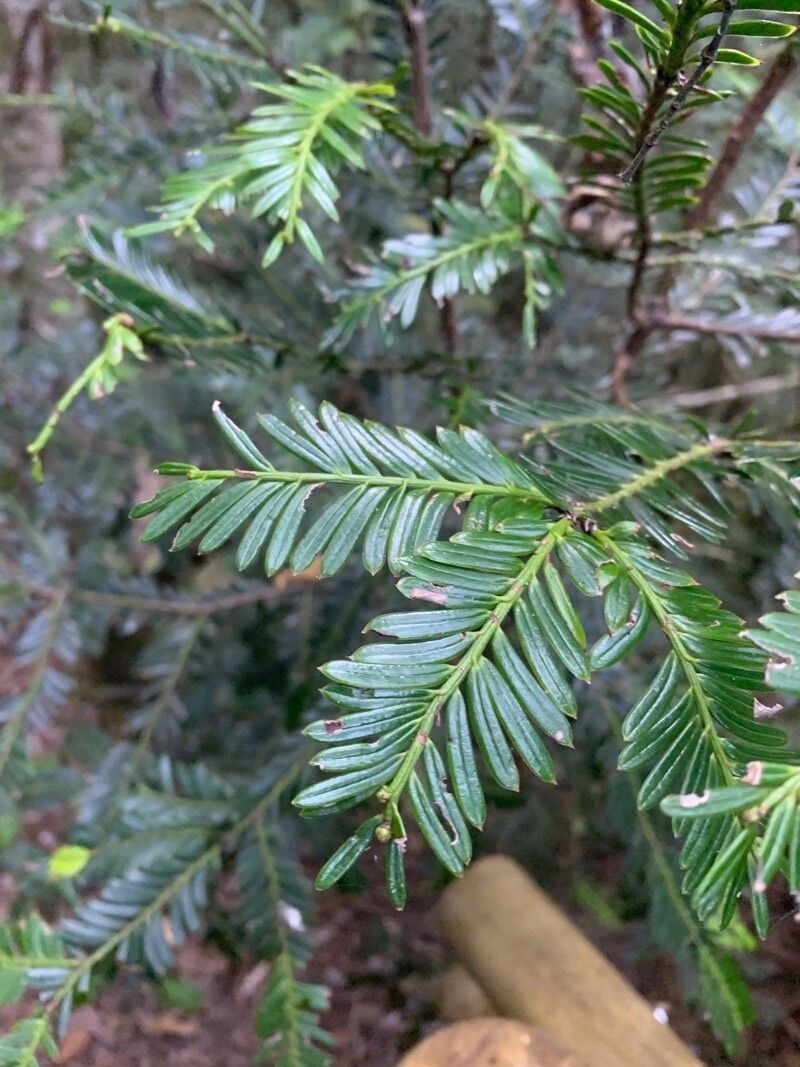 Prumnopitys montana — related species from the same genus