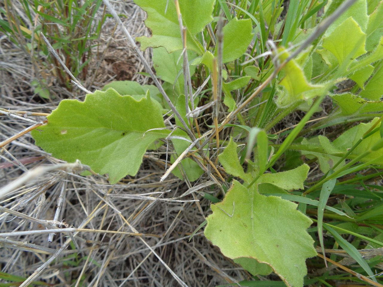 Senecio schweinfurthii — houseplant care guide