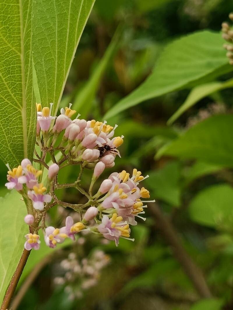 Callicarpa japonica flower