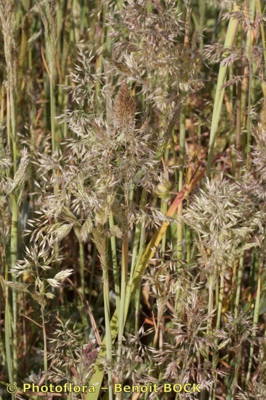 Holcus annuus — related species from the same genus