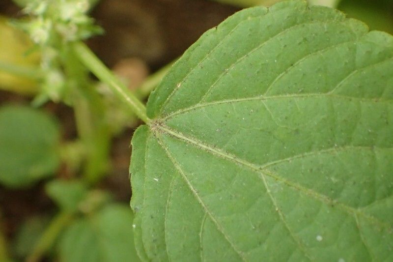 Acalypha brachystachya — houseplant care guide