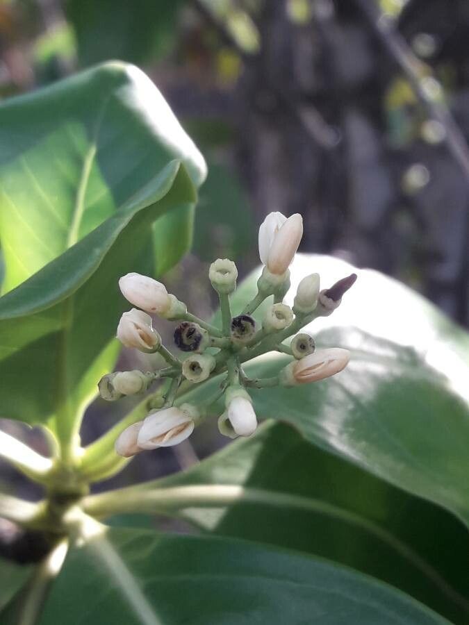 Erithalis odorifera flower