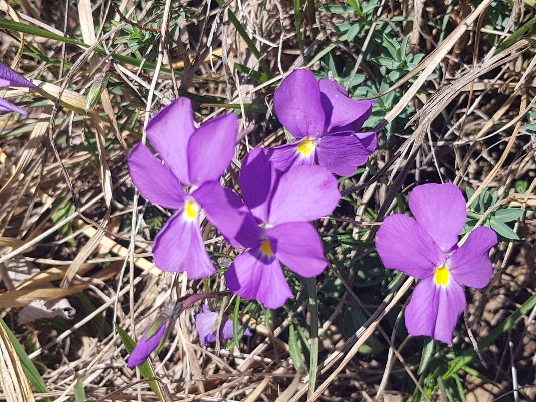 Viola bertolonii flower