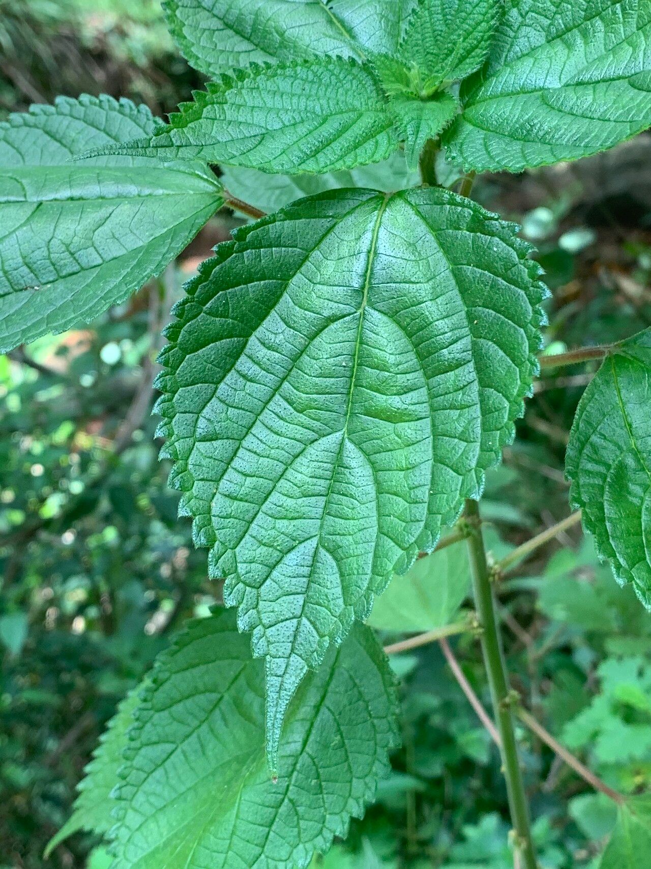 Pouzolzia parasitica leaf