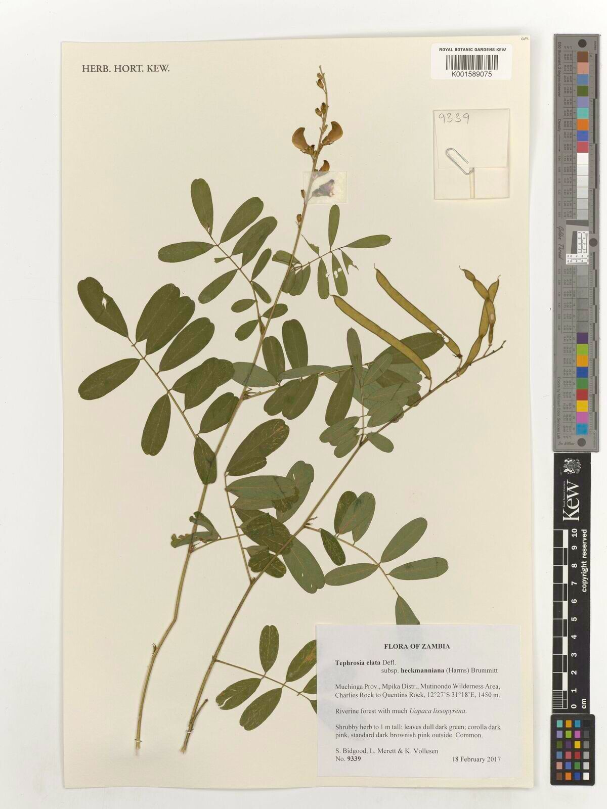 Tephrosia elata — search result for 'Tephrosia'