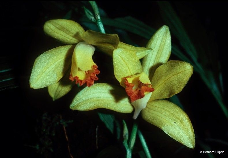 Phaius daenikeri fruit
