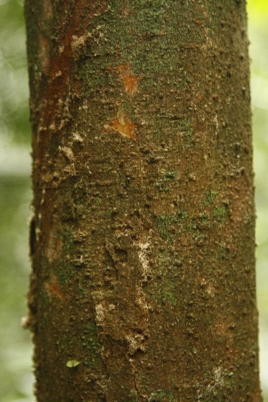 Aniba parviflora — houseplant care guide