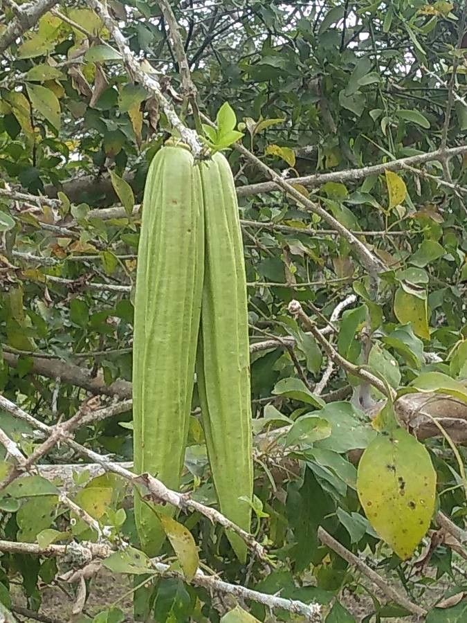 Luffa acutangula fruit