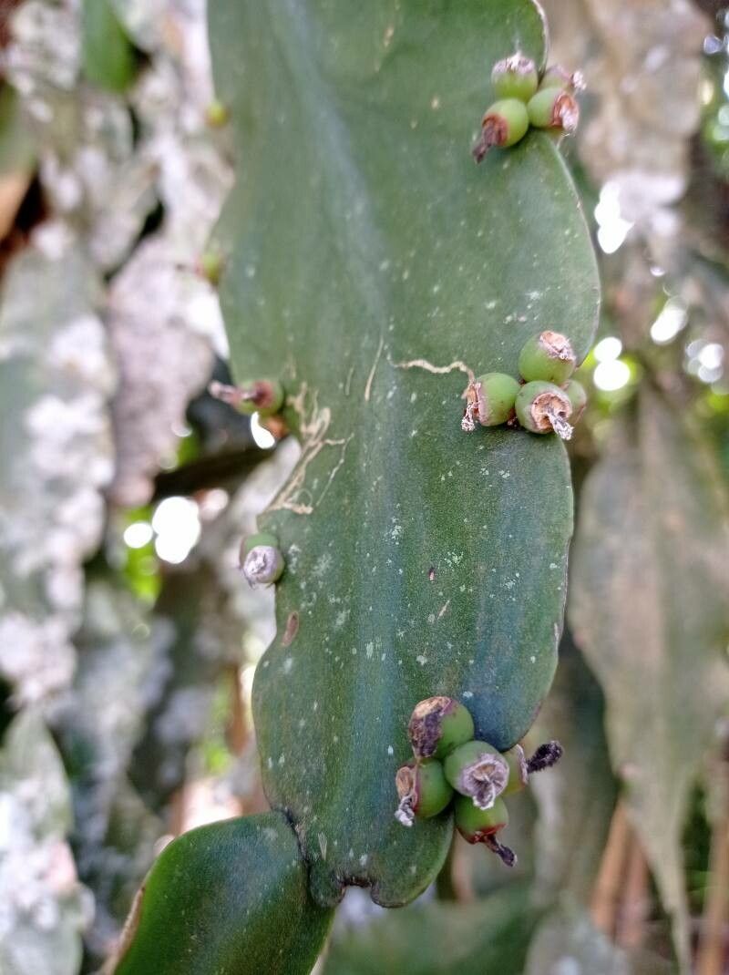 Rhipsalis elliptica fruit