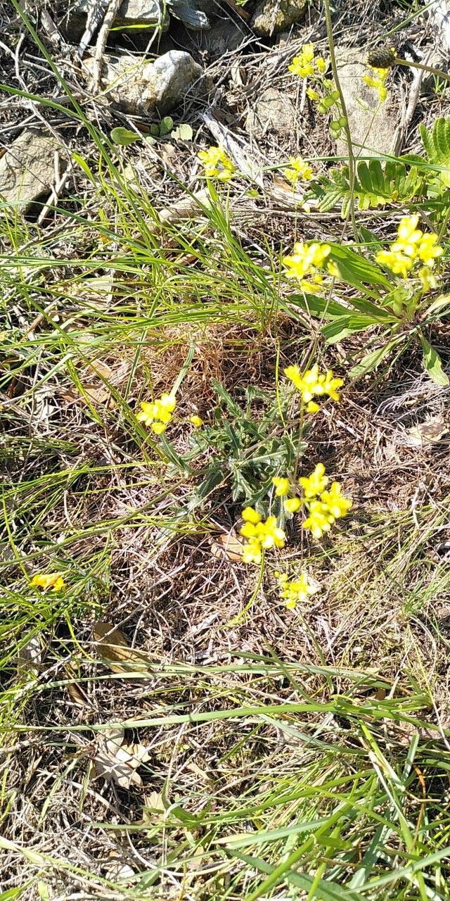 Biscutella lima flower