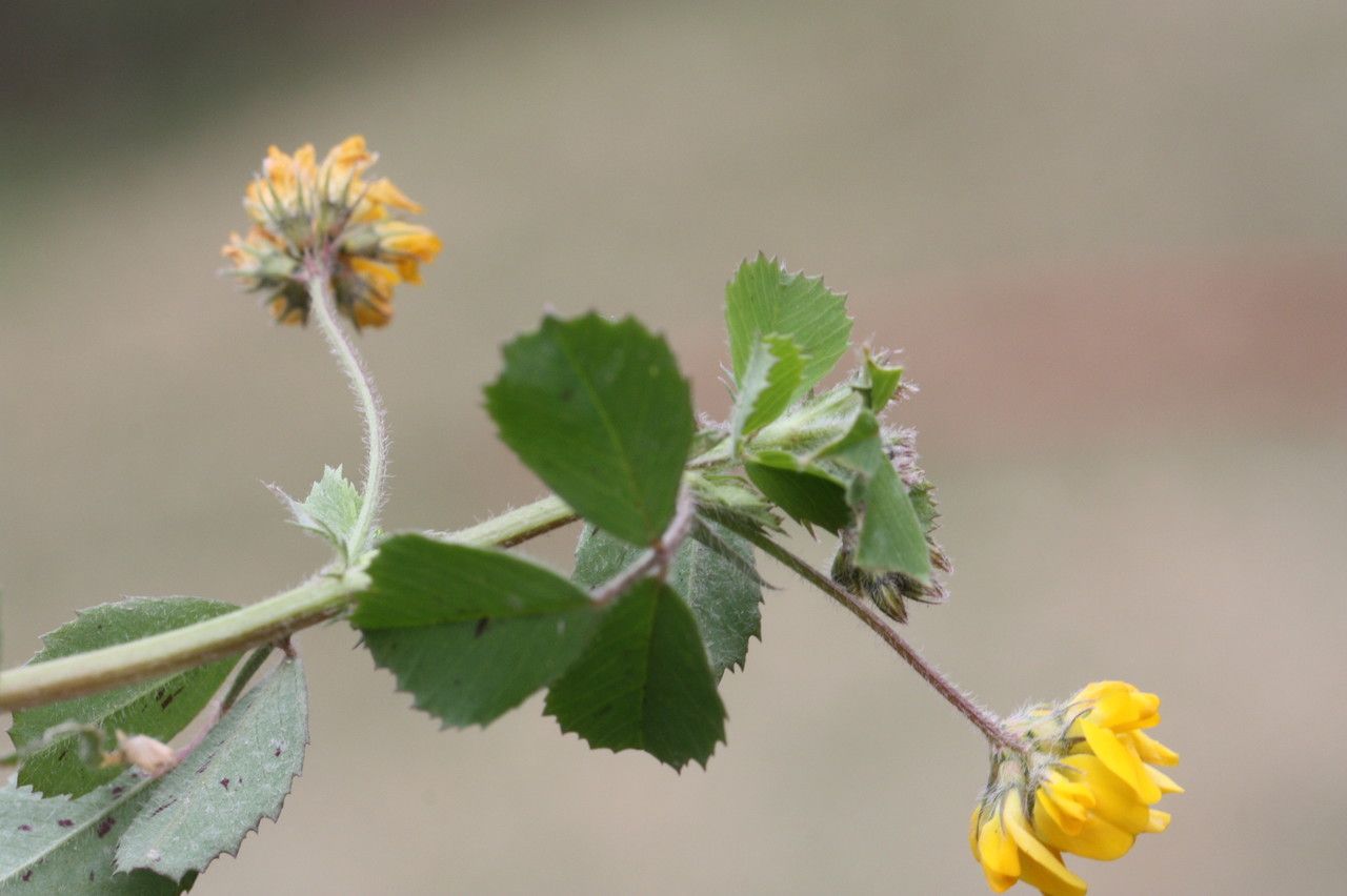 Medicago italica flower