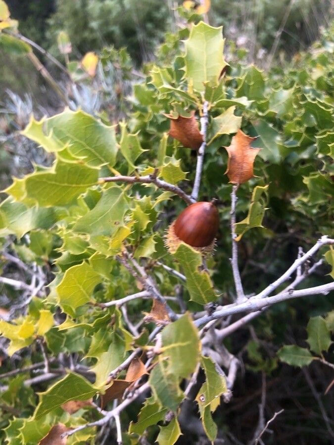 Quercus coccifera — search result for 'Spain'