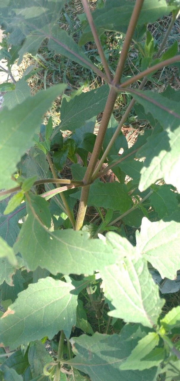 Sigesbeckia orientalis bark