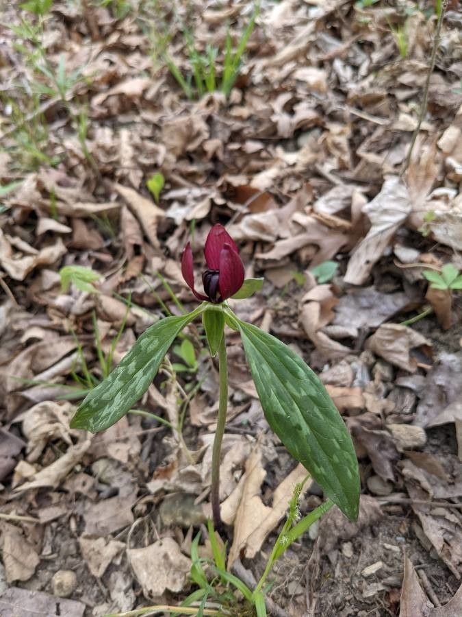 Trillium sessile flower