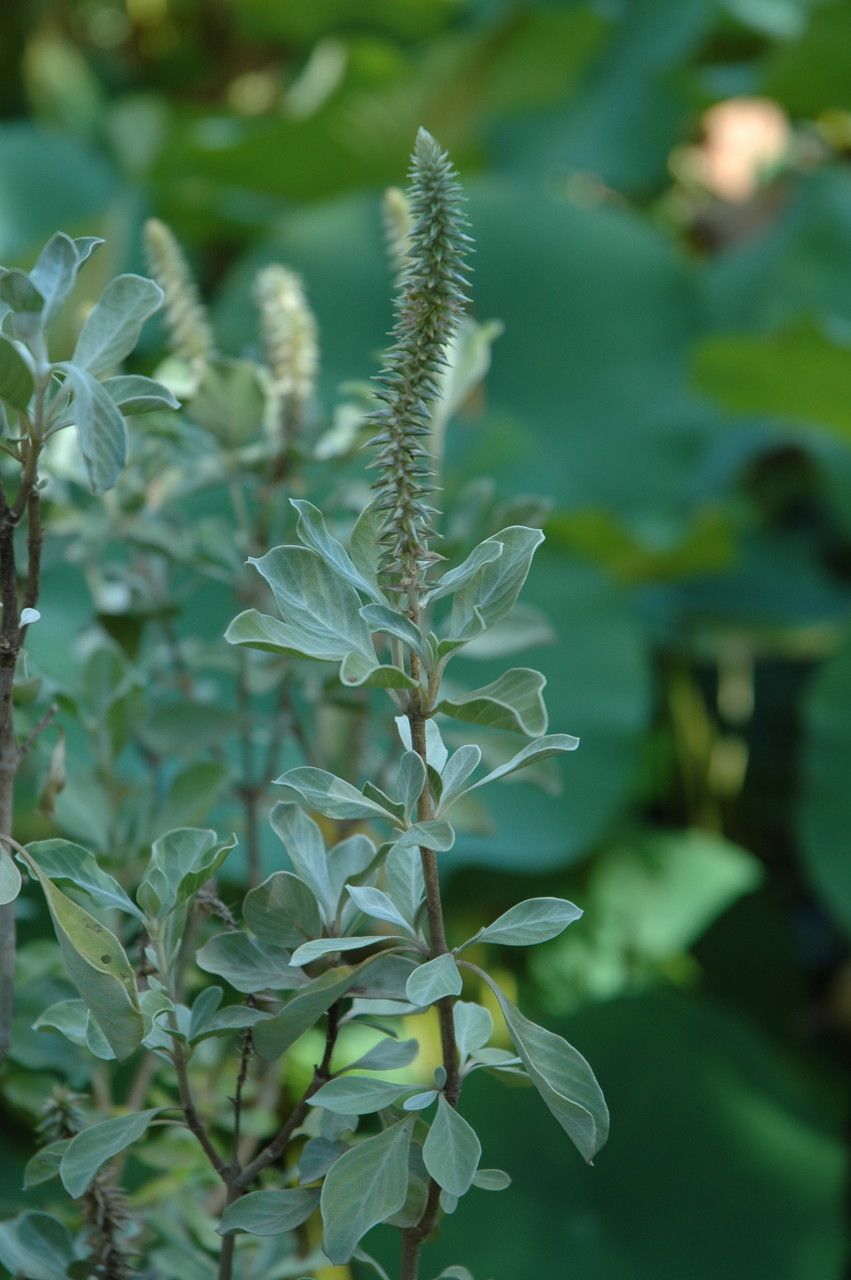 Achyranthes splendens — related species from the same genus