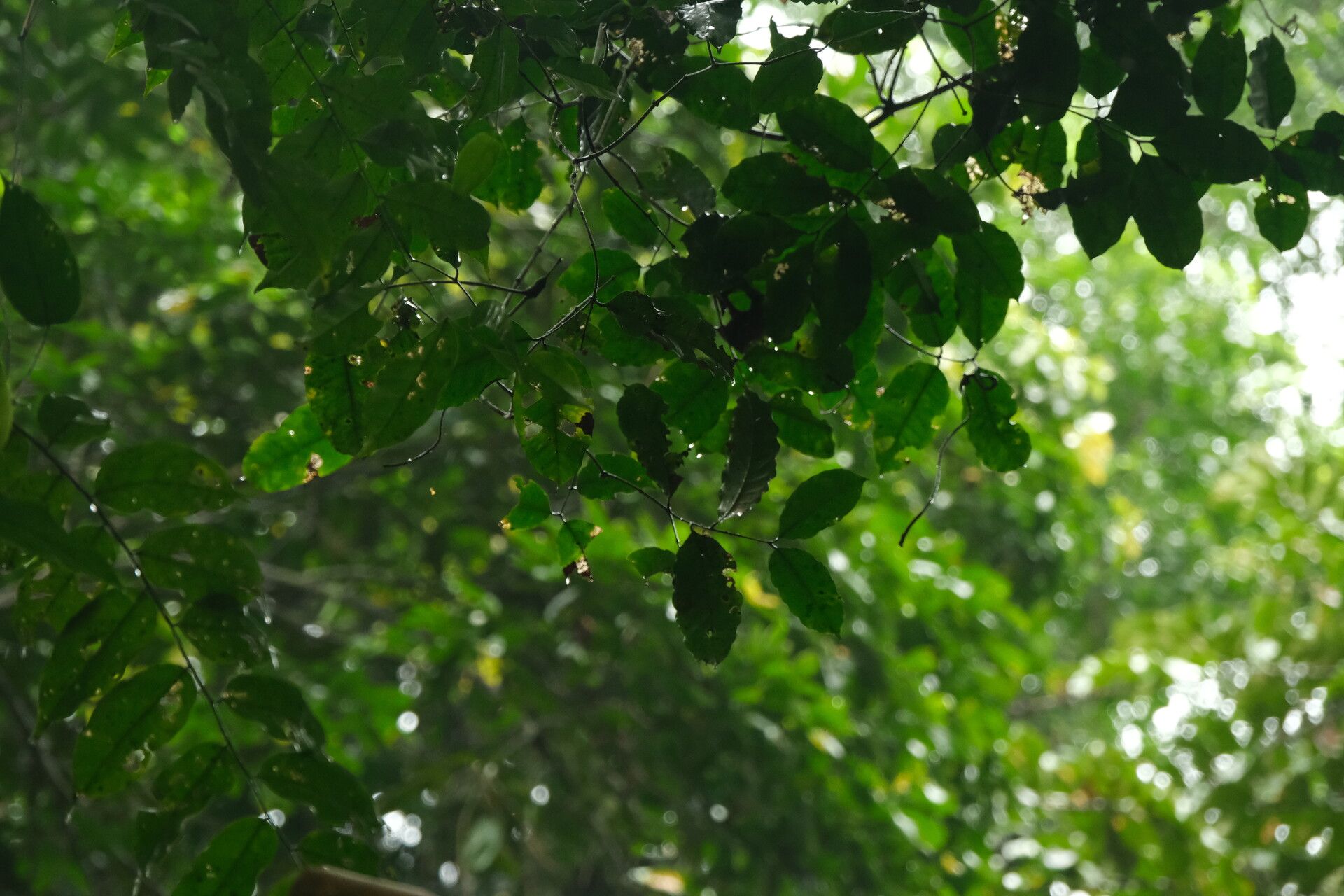 Landolphia robustior habit