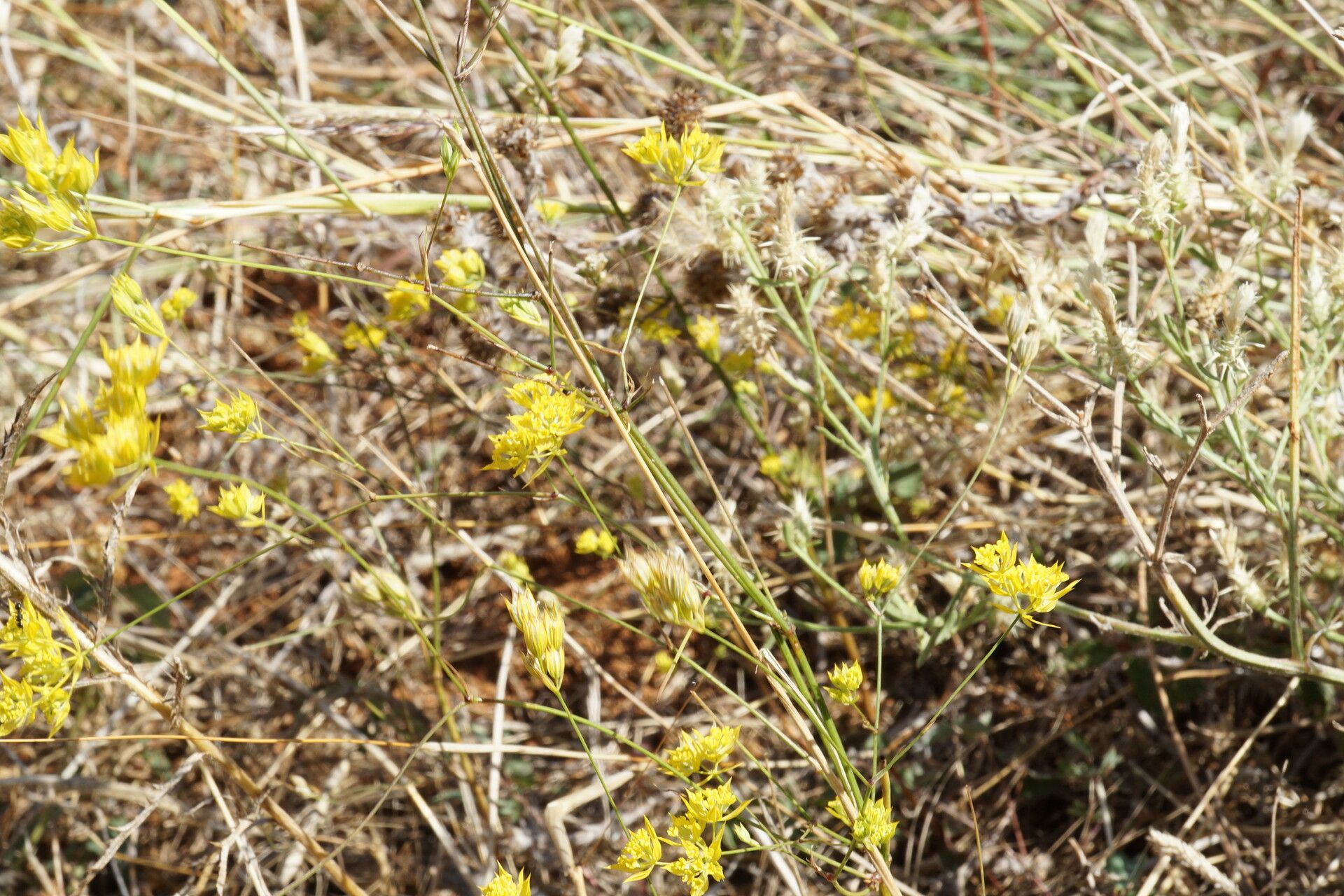 Bupleurum flavum habit