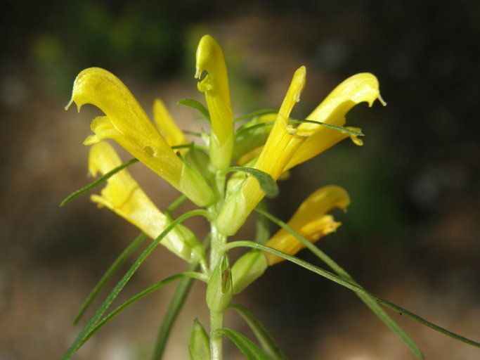 Pedicularis angustifolia flower