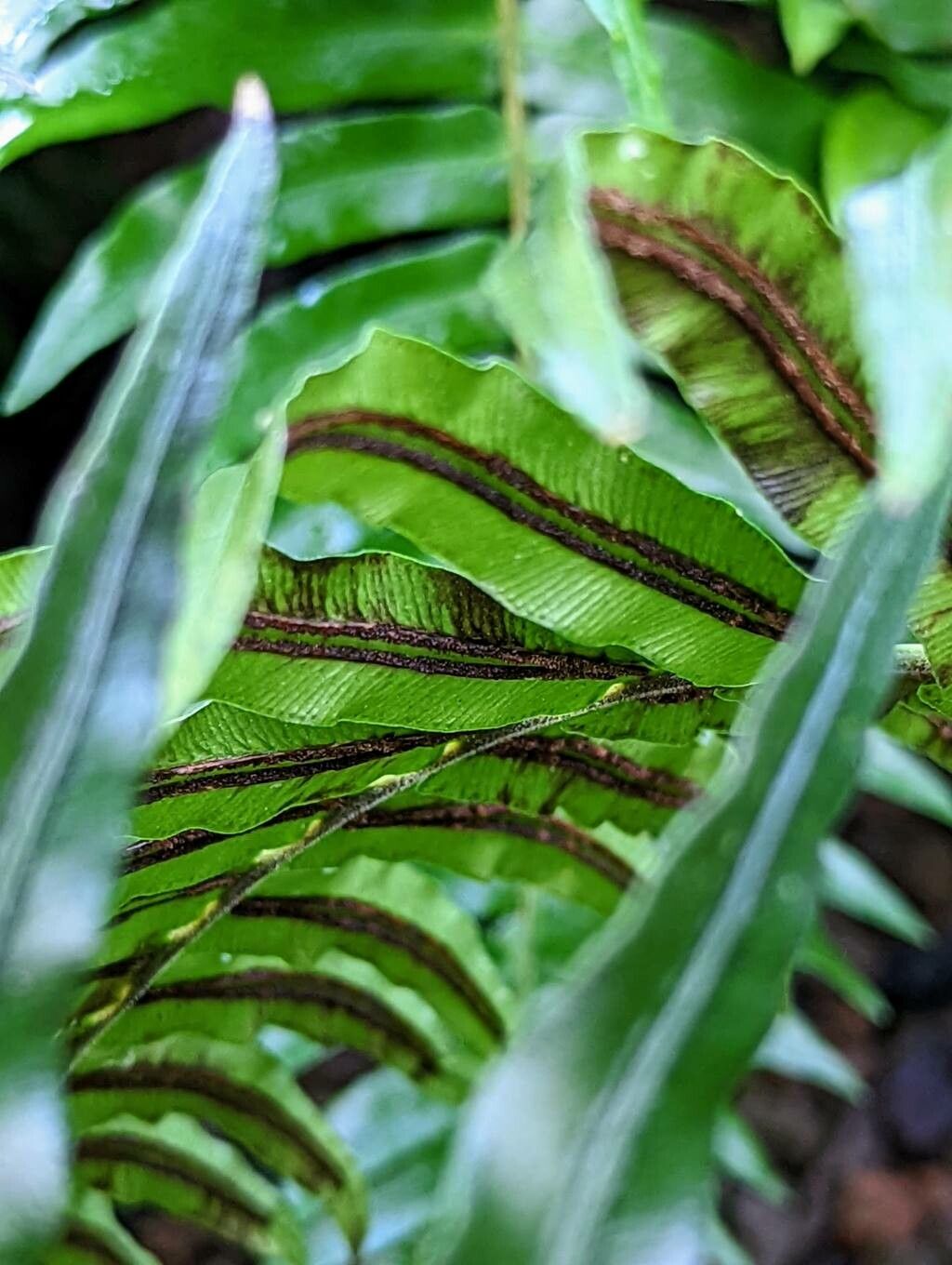 Blechnum australe fruit