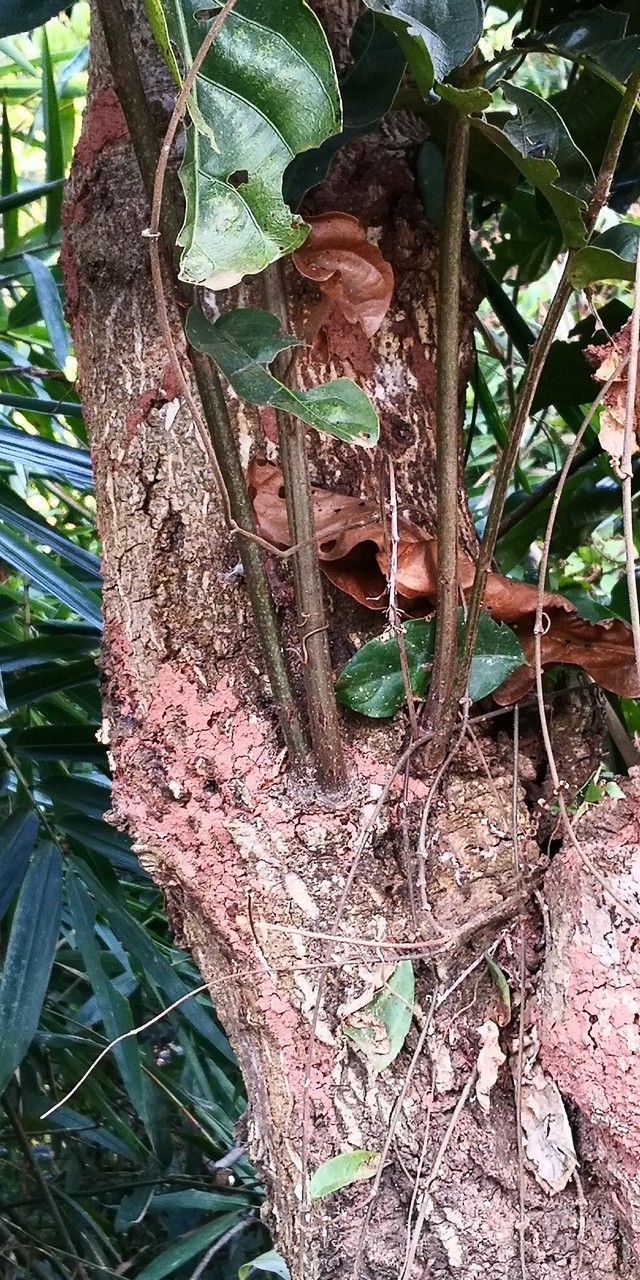 Ficus pandurata bark