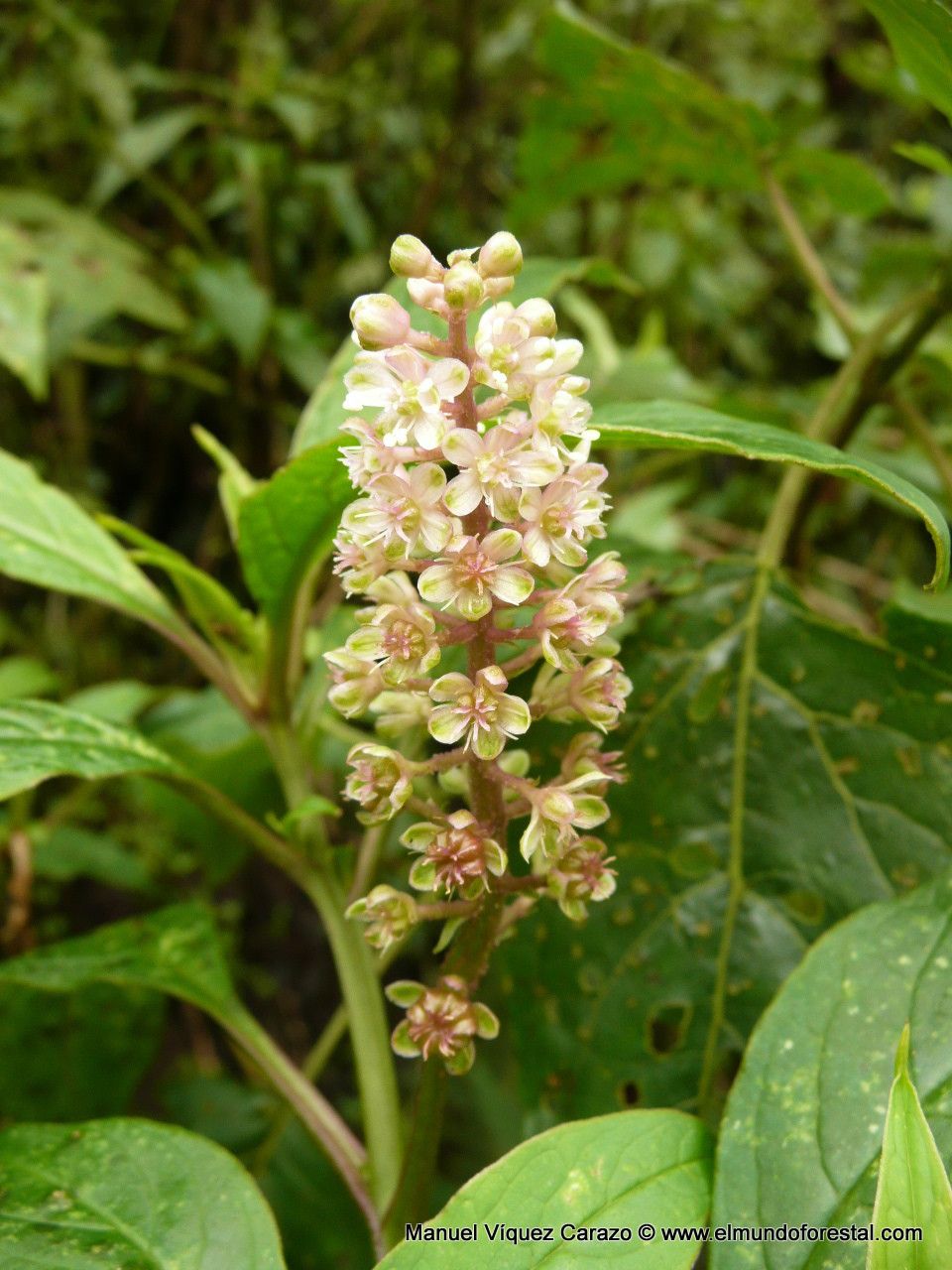 Phytolacca rugosa — houseplant care guide