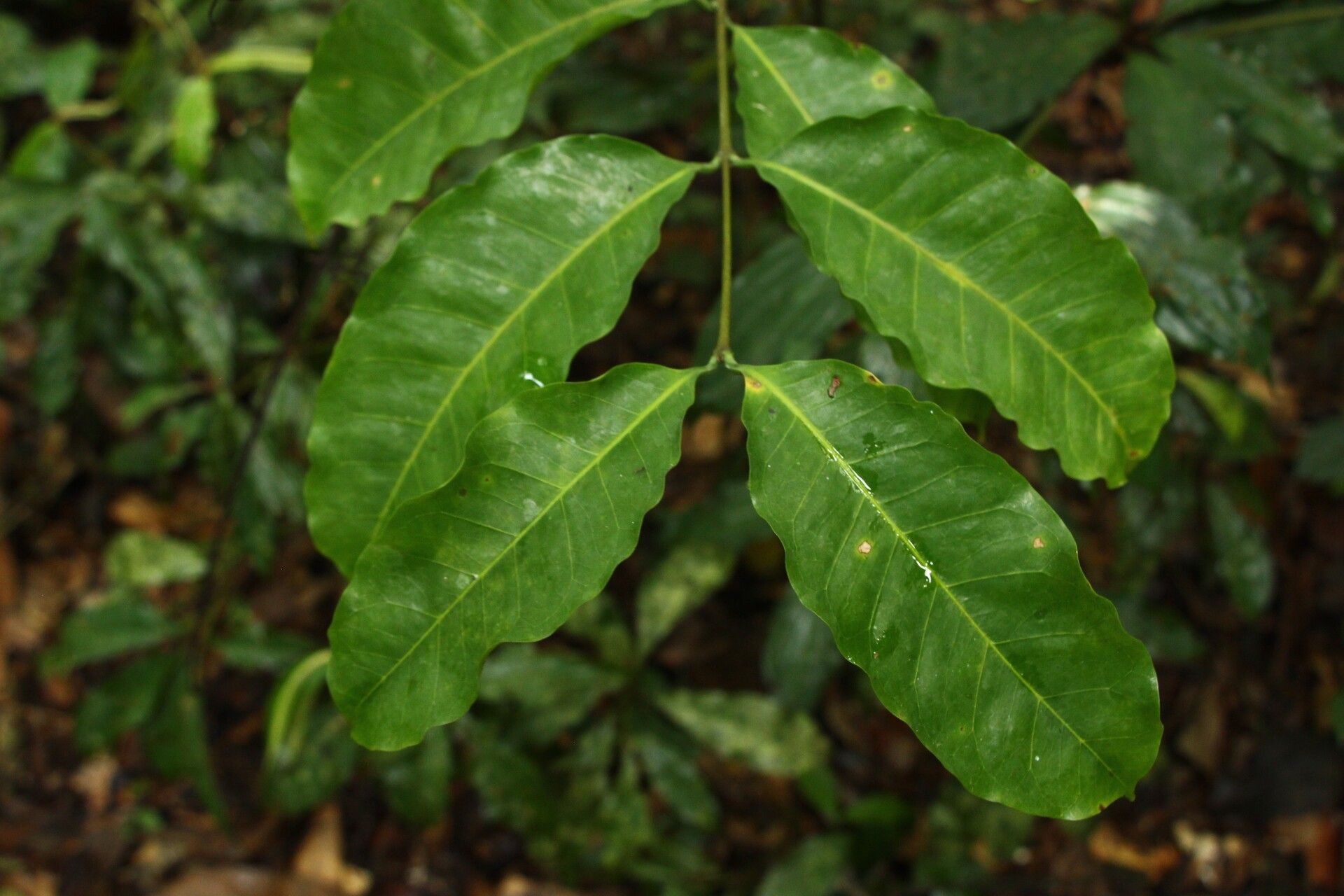 Landolphia robustior — houseplant care guide