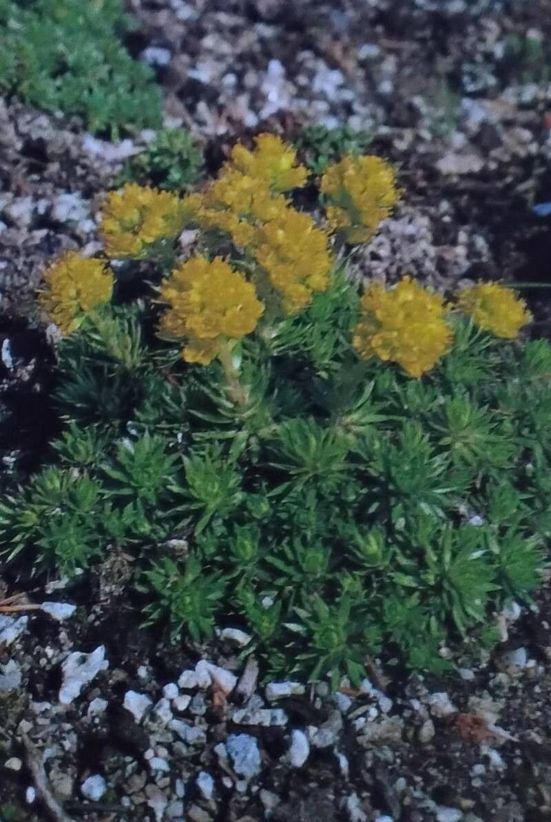 Saxifraga sancta habit