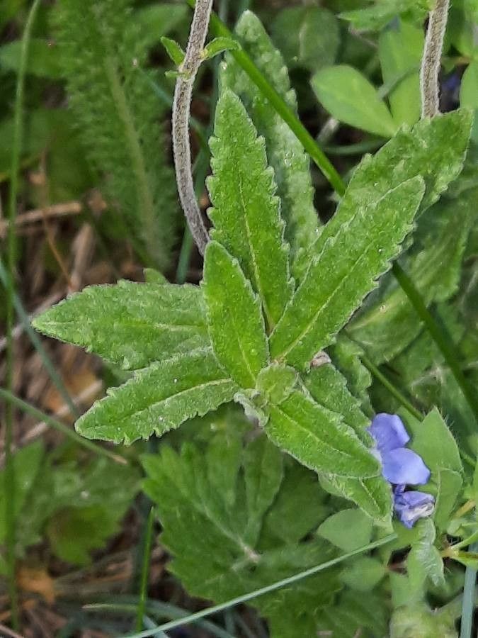 Veronica austriaca — search result for 'Plantaginaceae'