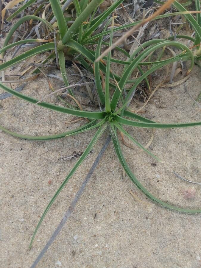 Cyperus capitatus — search result for 'Cyperus'