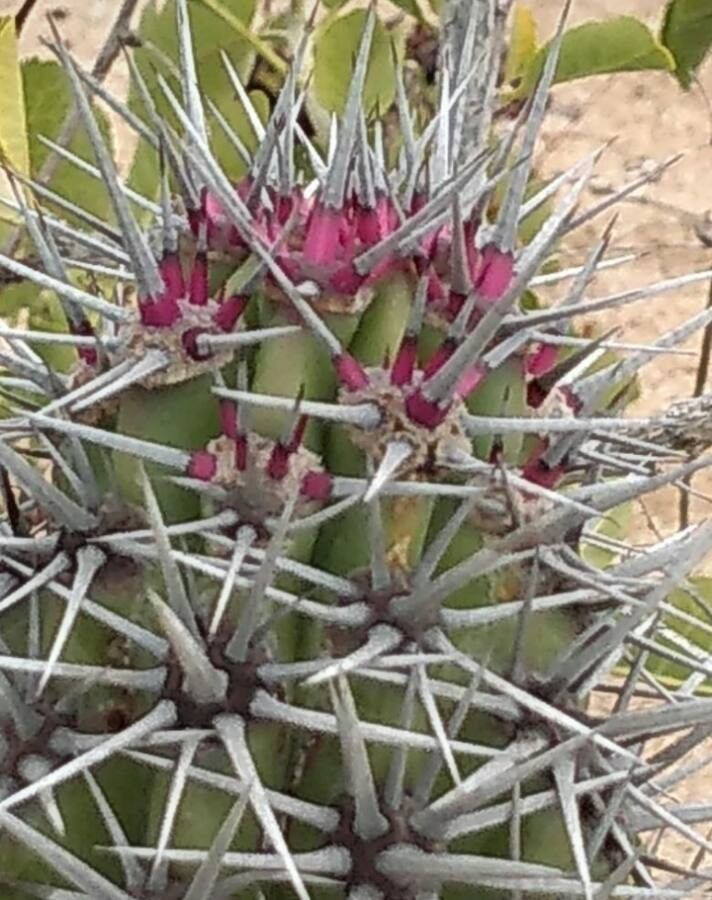 Echinopsis deserticola leaf