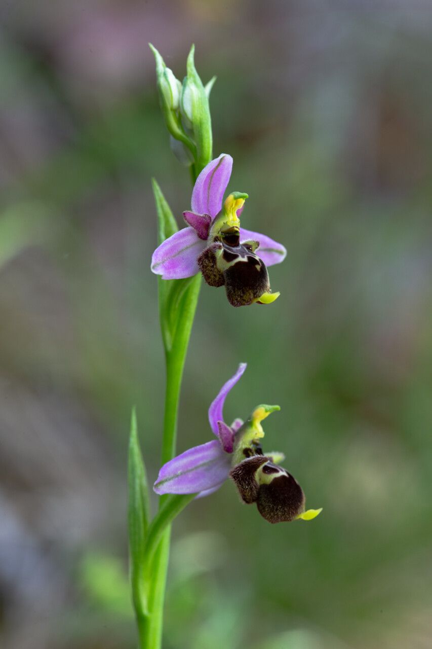 Ophrys x minuticauda — houseplant care guide