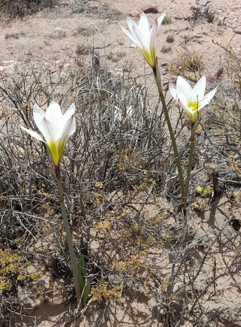 Zephyranthes andalgalensis habit
