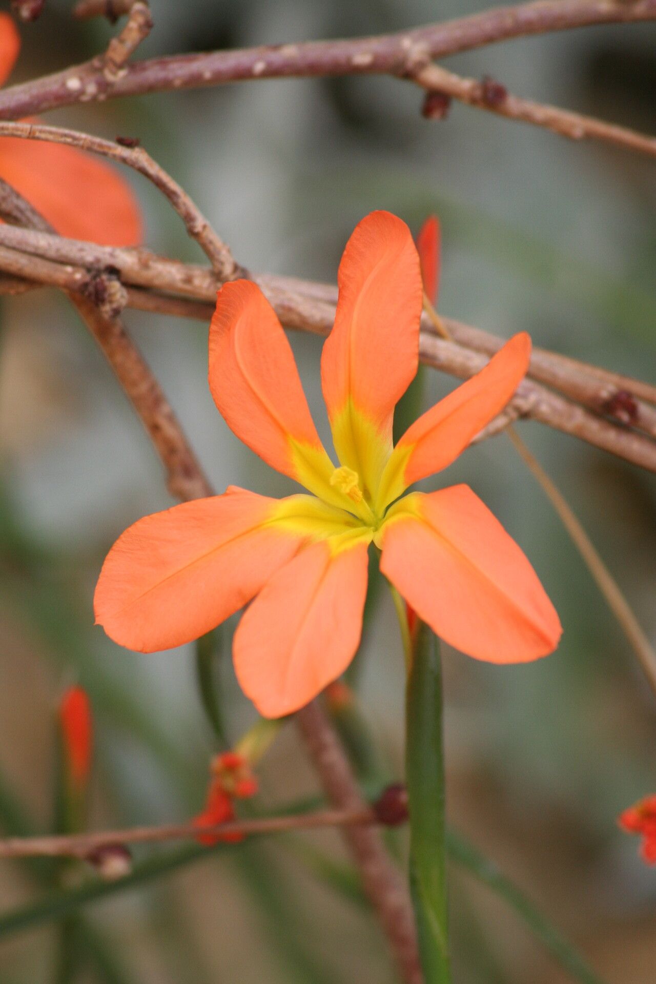 Moraea collina flower