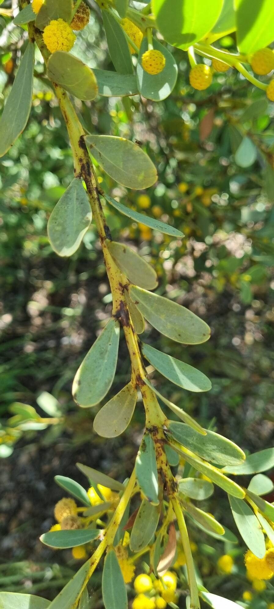 Acacia anceps — houseplant care guide