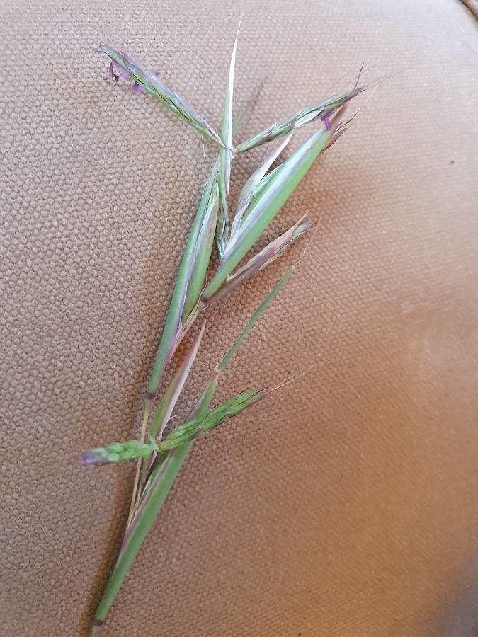 Hyparrhenia filipendula fruit